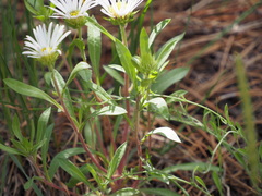 Townsendia grandiflora