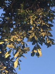 Quercus virginiana