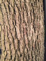 Quercus virginiana