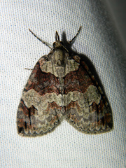 Hydriomena ruberata