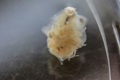 Glossiphoniidae