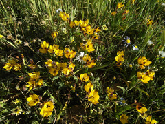 Hesperantha vaginata