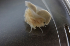 Glossiphoniidae