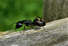 Camponotus modoc