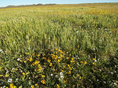 Hesperantha vaginata