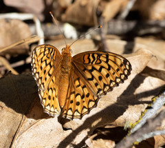 Speyeria callippe liliana