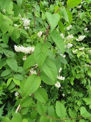 Deutzia crenata