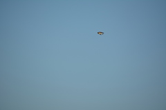 Petrochelidon pyrrhonota