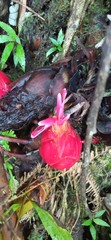 Hornstedtia conica