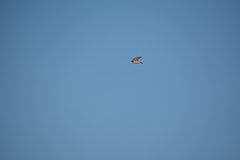 Petrochelidon pyrrhonota