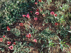Romulea sabulosa