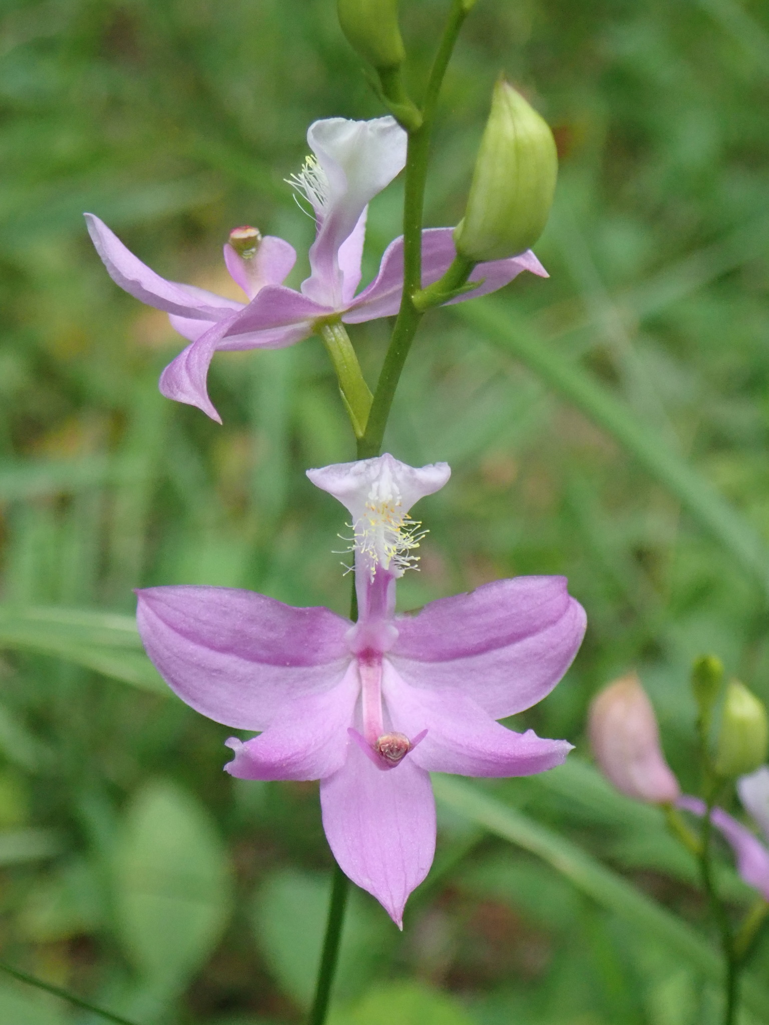 Tuberous Grasspink (Calopogon tuberosus) · iNaturalist