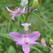 Tuberous Grasspink - Photo (c) chris buelow, some rights reserved (CC BY-NC), uploaded by chris buelow