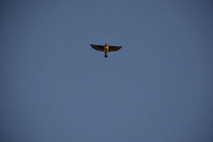 Petrochelidon pyrrhonota