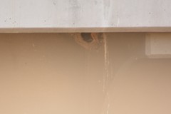 Petrochelidon pyrrhonota