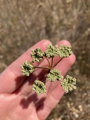 Perideridia kelloggii