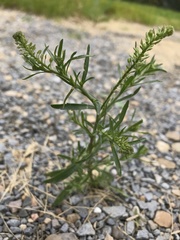 Lepidium ramosissimum