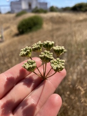 Perideridia kelloggii