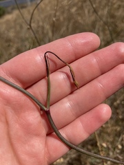 Perideridia kelloggii