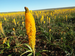 Bulbinella latifolia