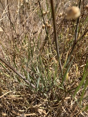 Perideridia kelloggii