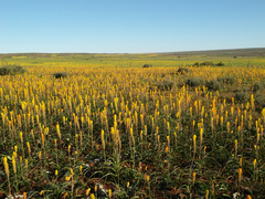 Bulbinella latifolia