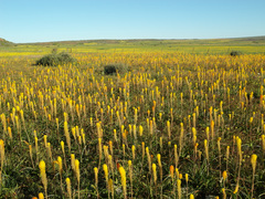 Bulbinella latifolia