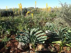 Boophone haemanthoides