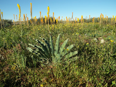 Boophone haemanthoides