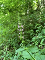 Stachys nuttallii