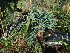 Boophone haemanthoides