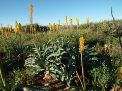 Boophone haemanthoides