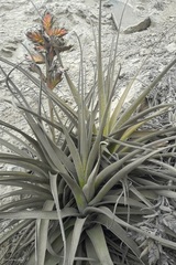 Tillandsia latifolia