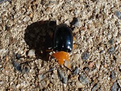 Lamprolina simillima