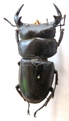 Dorcus antaeus miyashitai