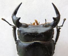 Dorcus antaeus miyashitai