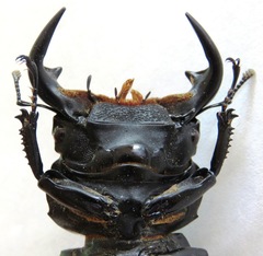 Dorcus antaeus miyashitai