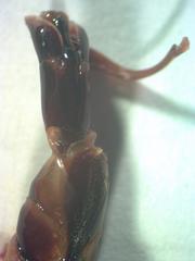 Dorcus antaeus miyashitai