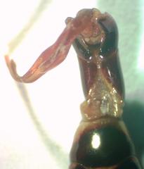 Dorcus antaeus miyashitai