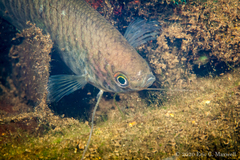 Trichopodus trichopterus