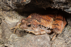 Microhyla berdmorei