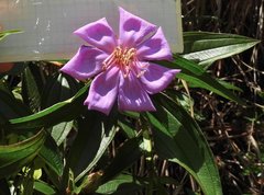 Melastoma sanguineum