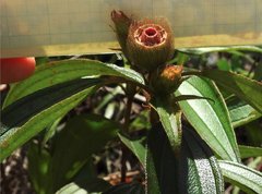 Melastoma sanguineum