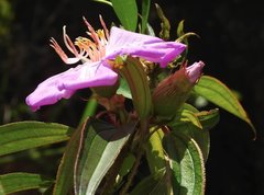 Melastoma sanguineum