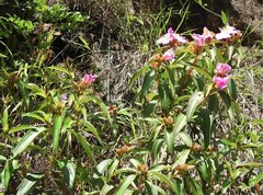 Melastoma sanguineum