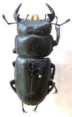 Dorcus antaeus miyashitai