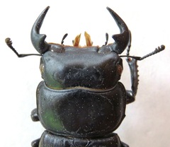 Dorcus antaeus miyashitai