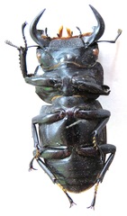 Dorcus antaeus miyashitai