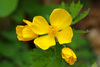 Celandine Poppy - Photo (c) Tom Potterfield, some rights reserved (CC BY-NC-SA)