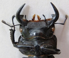 Dorcus antaeus miyashitai